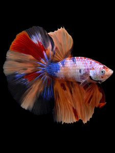 Male Halfmoon - Galaxy #139 - Live Betta Fish