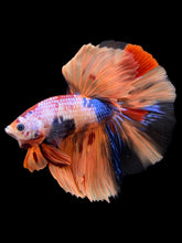 Load image into Gallery viewer, Male Halfmoon - Galaxy #139 - Live Betta Fish
