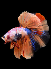 Load image into Gallery viewer, Male Halfmoon - Galaxy #139 - Live Betta Fish
