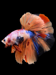 Male Halfmoon - Galaxy #139 - Live Betta Fish