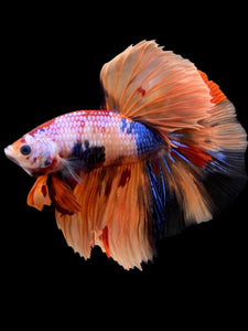 Male Halfmoon - Galaxy #139 - Live Betta Fish