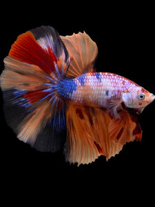 Male Halfmoon - Galaxy #139 - Live Betta Fish