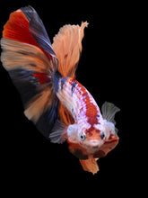 Load image into Gallery viewer, Male Halfmoon - Galaxy #139 - Live Betta Fish
