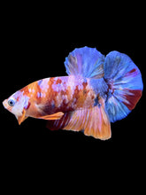 Load image into Gallery viewer, Male Halfmoon Plakat - Multicolor #1400 - Live Betta Fish
