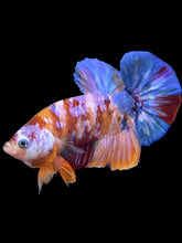 Load image into Gallery viewer, Male Halfmoon Plakat - Multicolor #1400 - Live Betta Fish
