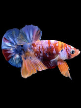 Load image into Gallery viewer, Male Halfmoon Plakat - Multicolor #1400 - Live Betta Fish
