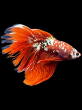 Load image into Gallery viewer, Male Halfmoon - Red Gold Glitter #1401 - Live Betta Fish (NIP TAIL)
