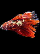 Load image into Gallery viewer, Male Halfmoon - Red Gold Glitter #1401 - Live Betta Fish (NIP TAIL)
