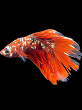 Load image into Gallery viewer, Male Halfmoon - Red Gold Glitter #1401 - Live Betta Fish (NIP TAIL)
