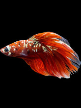 Load image into Gallery viewer, Male Halfmoon - Red Gold Glitter #1401 - Live Betta Fish (NIP TAIL)
