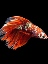 Load image into Gallery viewer, Male Halfmoon - Red Gold Glitter #1401 - Live Betta Fish (NIP TAIL)
