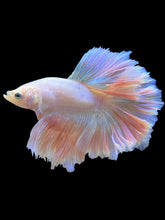 Load image into Gallery viewer, Male Rosetail - Pastel Pink #1403 - Live Betta Fish
