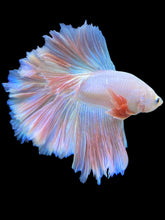Load image into Gallery viewer, Male Rosetail - Pastel Pink #1403 - Live Betta Fish

