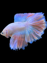 Load image into Gallery viewer, Male Rosetail - Pastel Pink #1403 - Live Betta Fish
