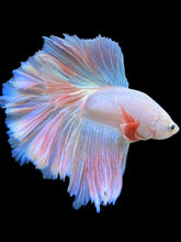 Load image into Gallery viewer, Male Rosetail - Pastel Pink #1403 - Live Betta Fish
