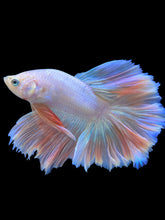 Load image into Gallery viewer, Male Rosetail - Pastel Pink #1403 - Live Betta Fish
