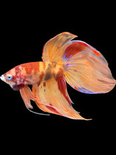 Load image into Gallery viewer, Male Veiltail - Nemo #1404 - Live Betta Fish

