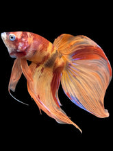 Load image into Gallery viewer, Male Veiltail - Nemo #1404 - Live Betta Fish
