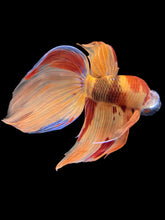 Load image into Gallery viewer, Male Veiltail - Nemo #1404 - Live Betta Fish
