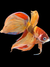 Load image into Gallery viewer, Male Veiltail - Nemo #1404 - Live Betta Fish
