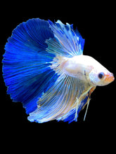 Load image into Gallery viewer, Male Halfmoon - Blue Marble #1405 - Live Betta Fish
