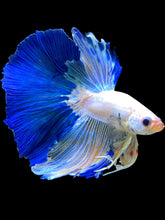 Load image into Gallery viewer, Male Halfmoon - Blue Marble #1405 - Live Betta Fish
