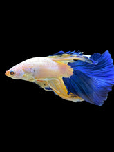 Load image into Gallery viewer, Male Halfmoon - Blue Marble #1405 - Live Betta Fish
