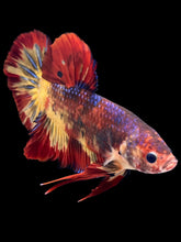 Load image into Gallery viewer, GIANT Male Halfmoon Plakat - Fire Nemo #1406 - Live Betta Fish (HOLE ON FIN)
