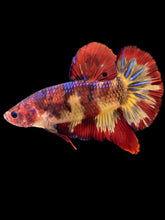 Load image into Gallery viewer, GIANT Male Halfmoon Plakat - Fire Nemo #1406 - Live Betta Fish (HOLE ON FIN)
