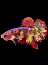 Load image into Gallery viewer, GIANT Male Halfmoon Plakat - Fire Nemo #1406 - Live Betta Fish (HOLE ON FIN)
