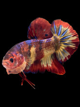 Load image into Gallery viewer, GIANT Male Halfmoon Plakat - Fire Nemo #1406 - Live Betta Fish (HOLE ON FIN)
