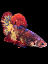 Load image into Gallery viewer, GIANT Male Halfmoon Plakat - Fire Nemo #1406 - Live Betta Fish (HOLE ON FIN)
