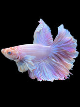 Load image into Gallery viewer, Male Rosetail - Purple Dumbo #1409 - Live Betta Fish
