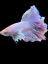 Load image into Gallery viewer, Male Rosetail - Purple Dumbo #1409 - Live Betta Fish
