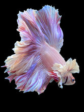 Load image into Gallery viewer, Male Rosetail - Purple Dumbo #1409 - Live Betta Fish
