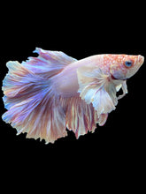 Load image into Gallery viewer, Male Rosetail - Purple Dumbo #1409 - Live Betta Fish
