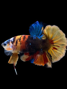 Male Halfmoon Plakat - Multicolor #140 - Live Betta Fish