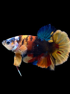 Male Halfmoon Plakat - Multicolor #140 - Live Betta Fish