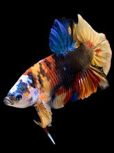 Load image into Gallery viewer, Male Halfmoon Plakat - Multicolor #140 - Live Betta Fish
