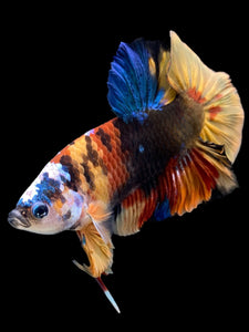 Male Halfmoon Plakat - Multicolor #140 - Live Betta Fish