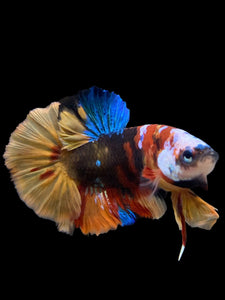 Male Halfmoon Plakat - Multicolor #140 - Live Betta Fish