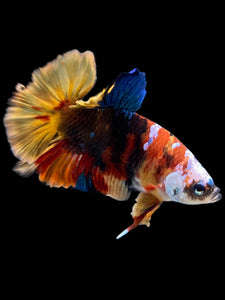 Male Halfmoon Plakat - Multicolor #140 - Live Betta Fish