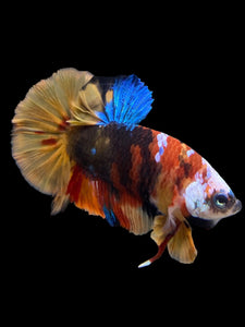 Male Halfmoon Plakat - Multicolor #140 - Live Betta Fish