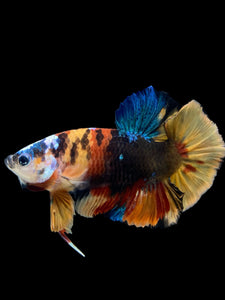 Male Halfmoon Plakat - Multicolor #140 - Live Betta Fish