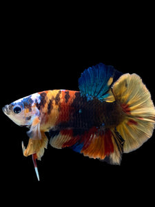 Male Halfmoon Plakat - Multicolor #140 - Live Betta Fish