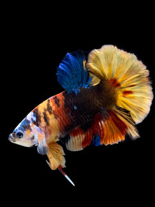 Male Halfmoon Plakat - Multicolor #140 - Live Betta Fish