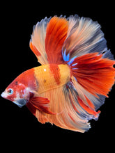 Load image into Gallery viewer, Male Halfmoon - Galaxy #1410 - Live Betta Fish
