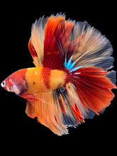 Load image into Gallery viewer, Male Halfmoon - Galaxy #1410 - Live Betta Fish
