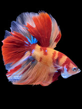 Load image into Gallery viewer, Male Halfmoon - Galaxy #1410 - Live Betta Fish
