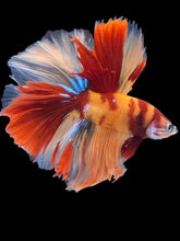 Load image into Gallery viewer, Male Halfmoon - Galaxy #1410 - Live Betta Fish
